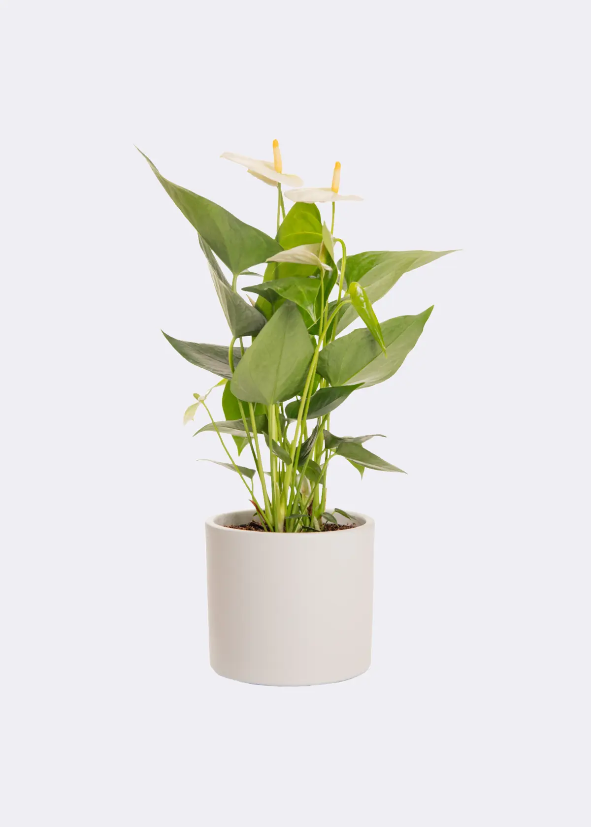 Anthurium White in Kraftsleeve 12cm