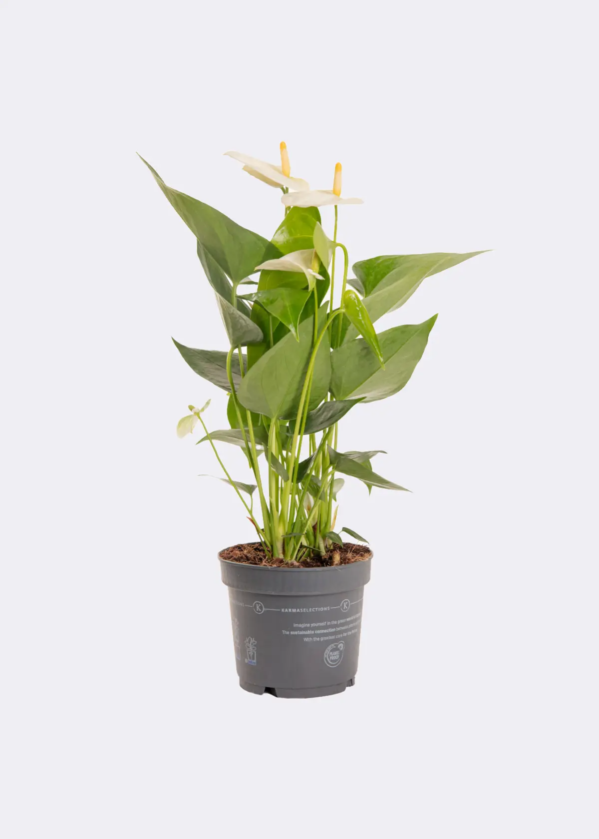 Anthurium White in Kraftsleeve 12cm