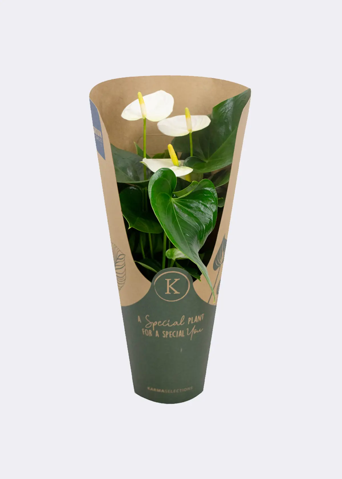 Anthurium White in Kraftsleeve 12cm