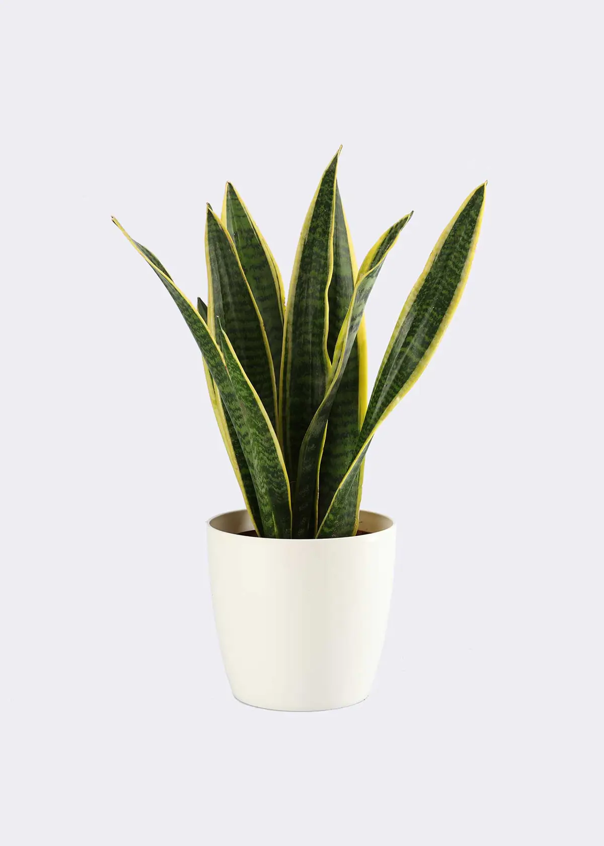 Sansevieria Trifasciata Laurentii 12cm
