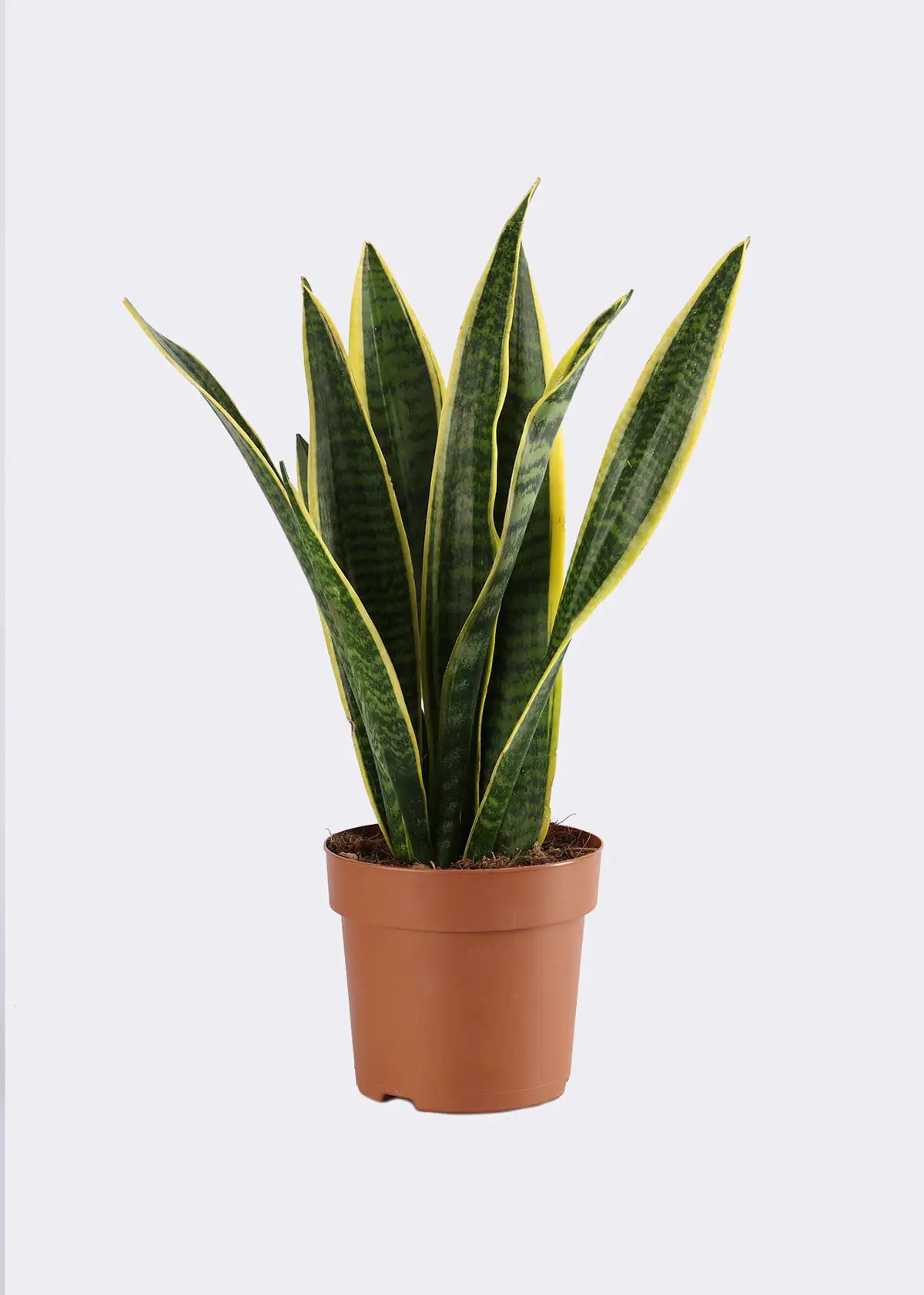 Sansevieria Trifasciata Laurentii 12cm