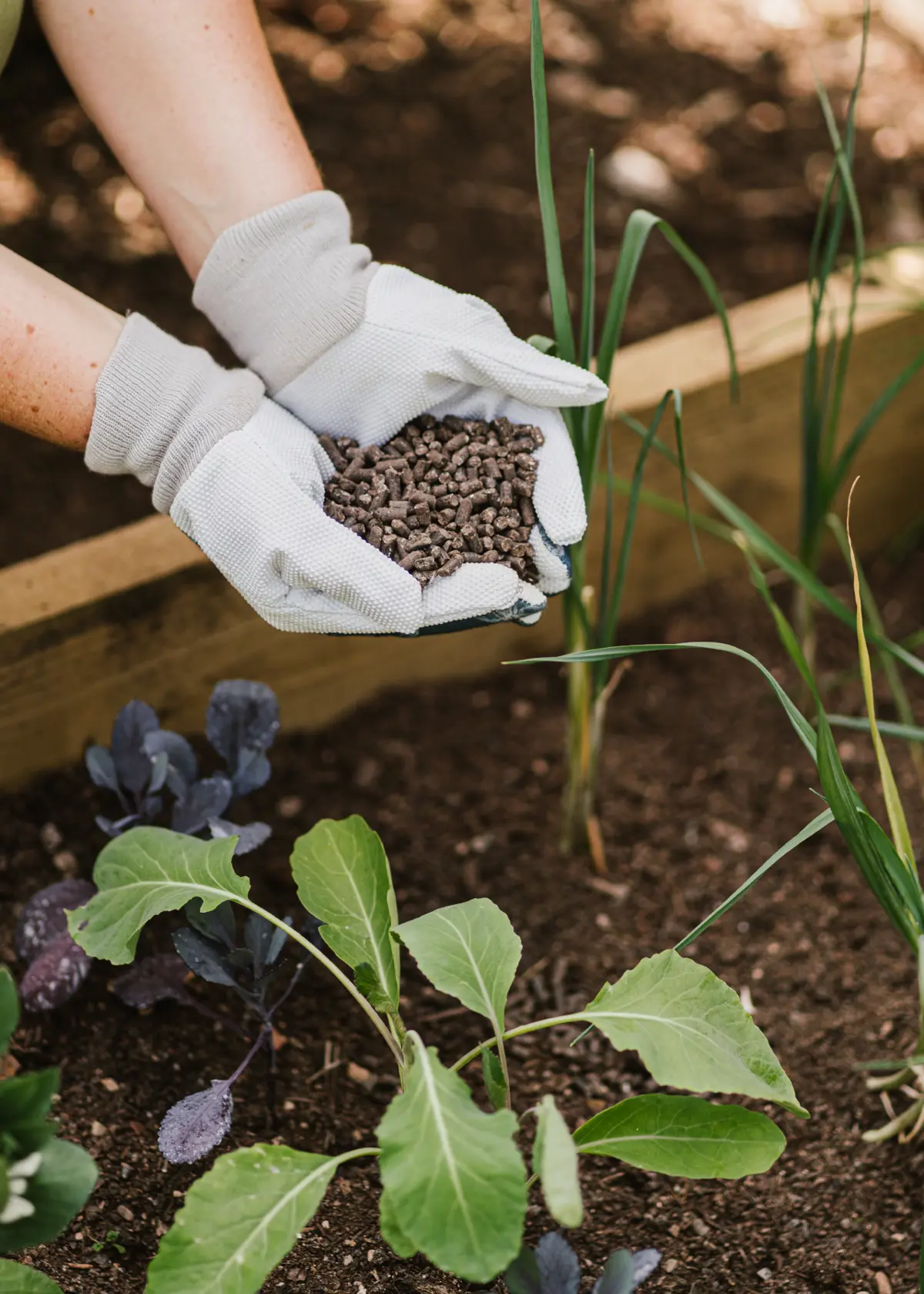 Organic Chicken Manure Pellets 2.25kg +25% Extra Free