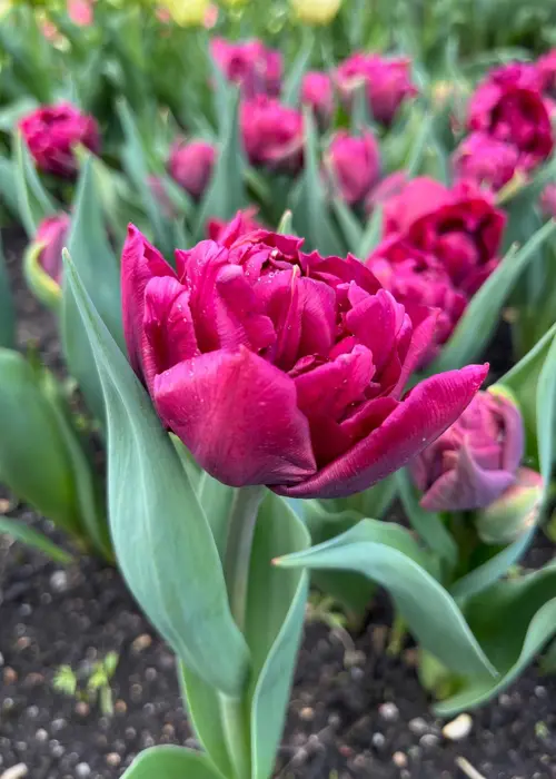 A photo of Tulip Alison Bradley Pack of 5