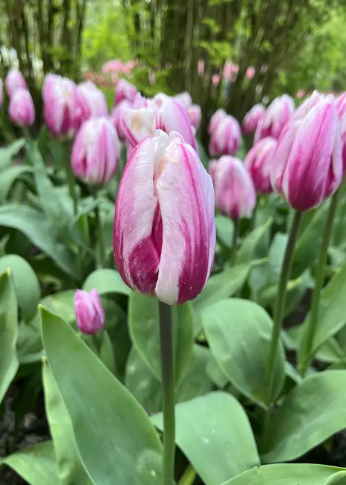 A photo of Tulip Bojangles Pack of 5