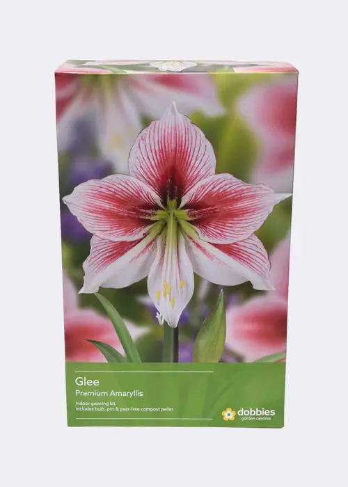 Amaryllis Glee Single Pack