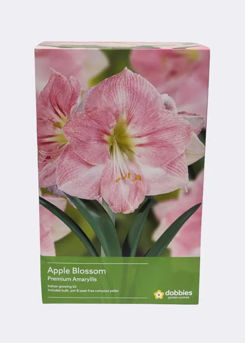 Amaryllis Apple Blossom Single Pack