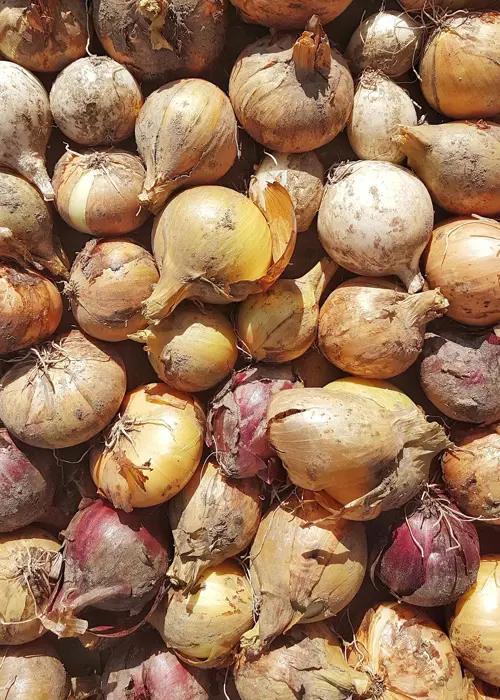 A photo of Dobbies Mixed Onion Value Pack 100 Sets Per Pack