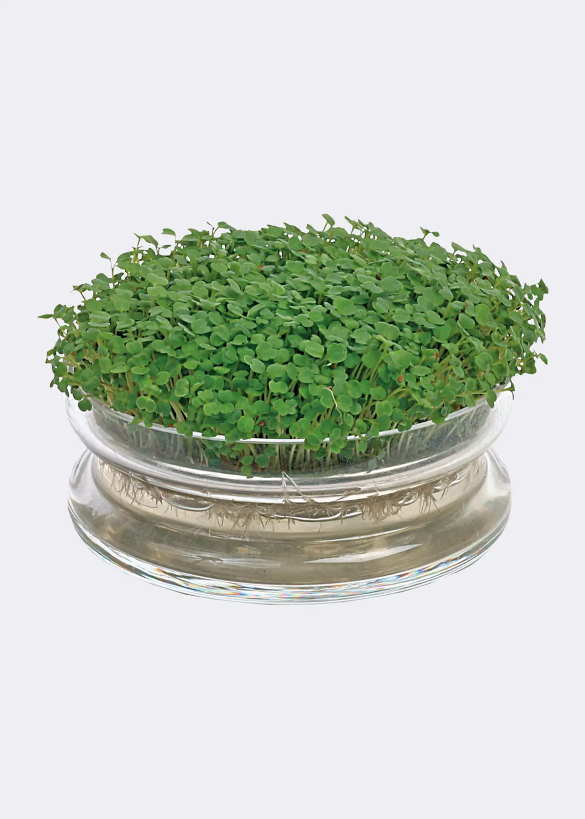 A photo of Buzzy® Bio Cut & Eat Rocket Seeds With Glass Bowl