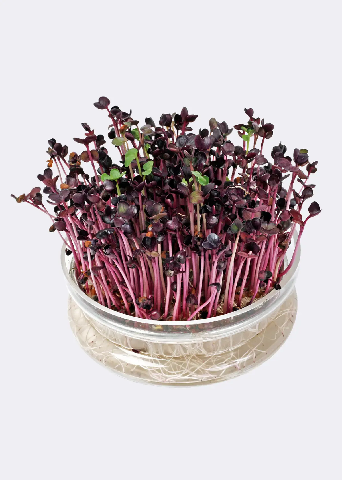 A photo of Buzzy® Bio Cut & Eat Rocket Seeds With Glass Bowl
