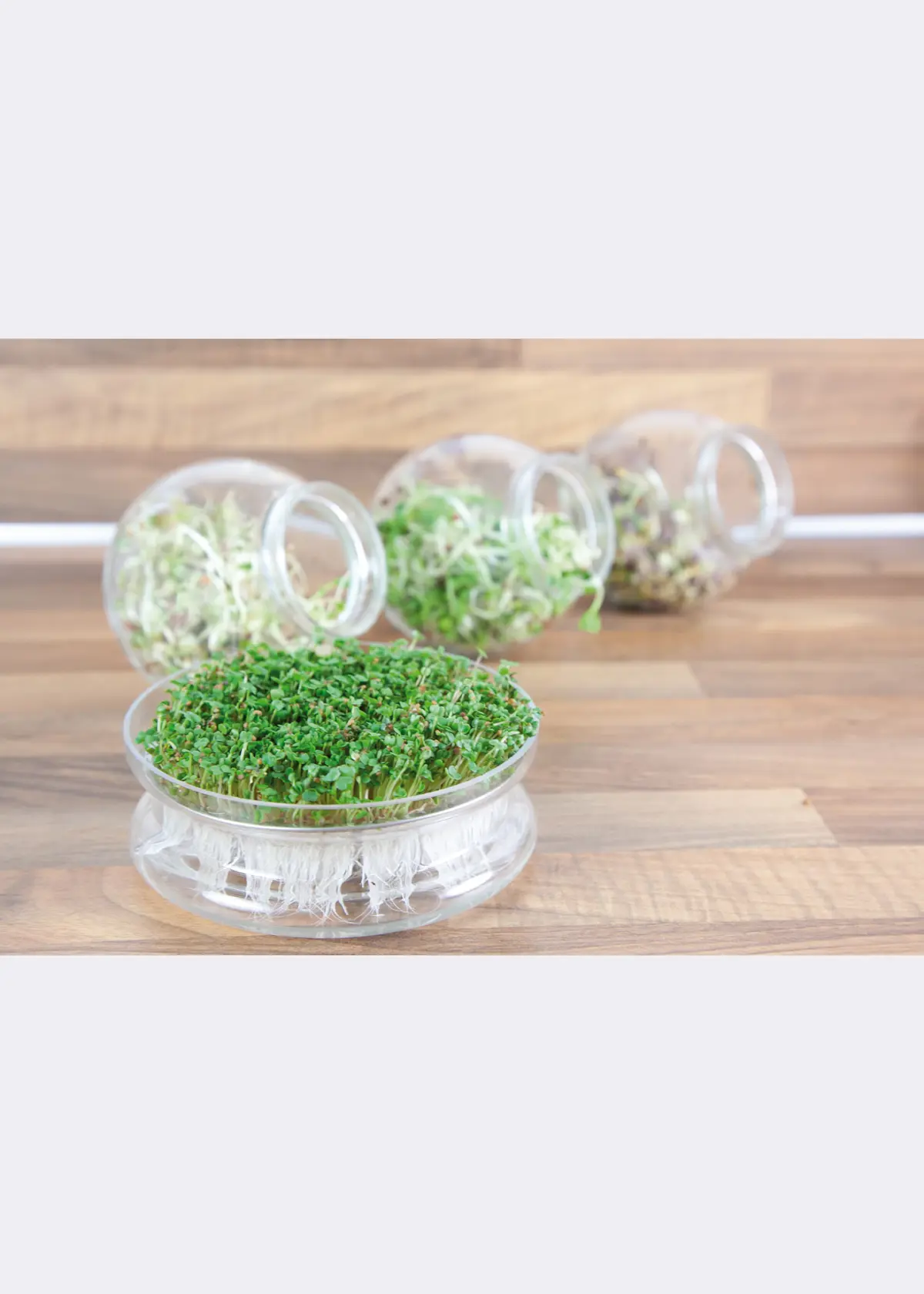 A photo of Buzzy® Bio Cut & Eat Rocket Seeds With Glass Bowl