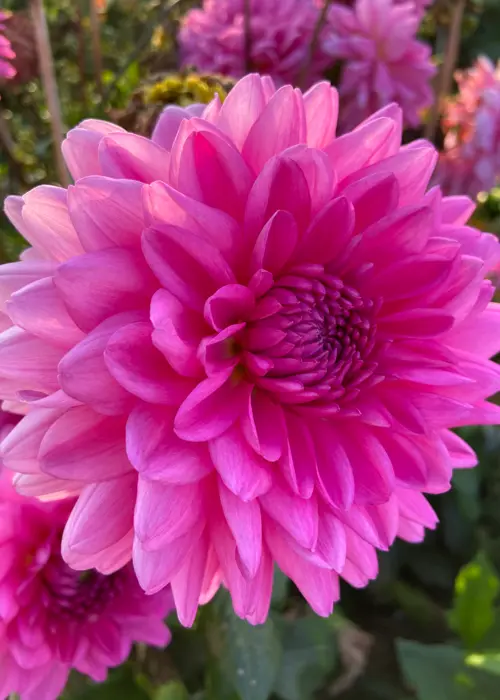A photo of Dahlia Rosella Pack of 3