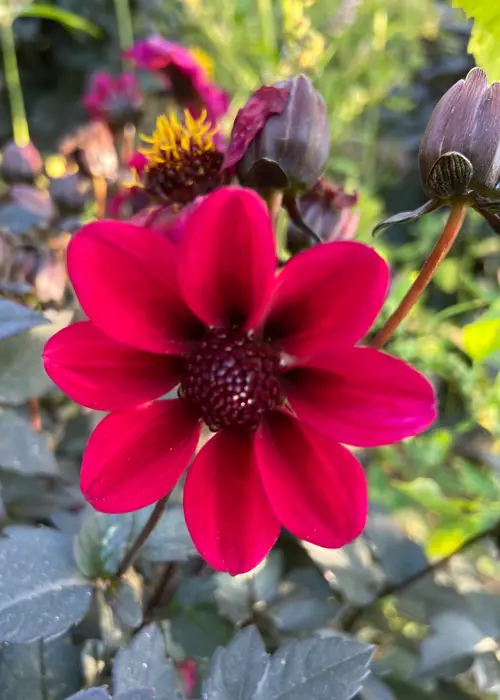 A photo of Dahlia Dracula Single Pack