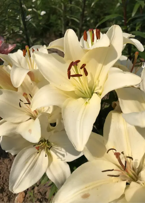A photo of Lily Gwen Pack of 2