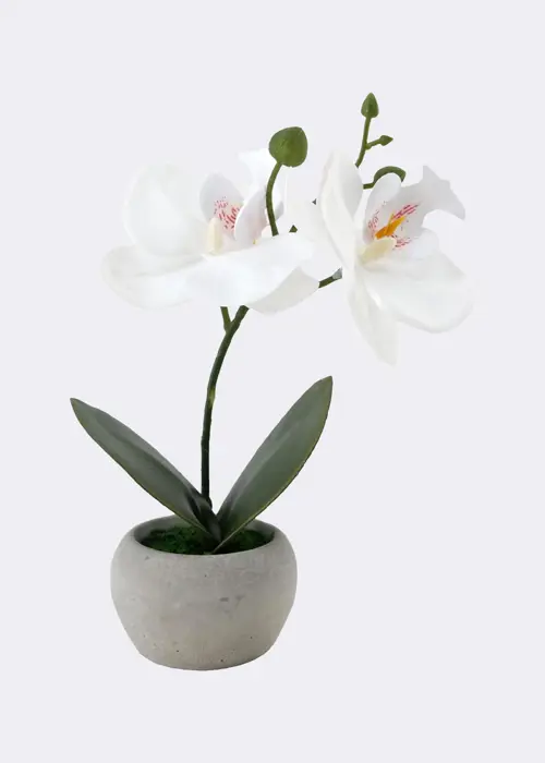 A photo of Faux Mini Orchid Plant