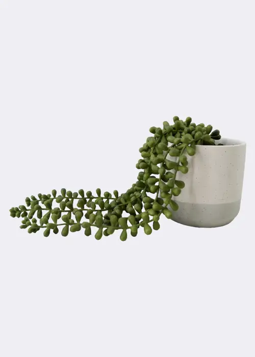 Faux String of Pearls Plant