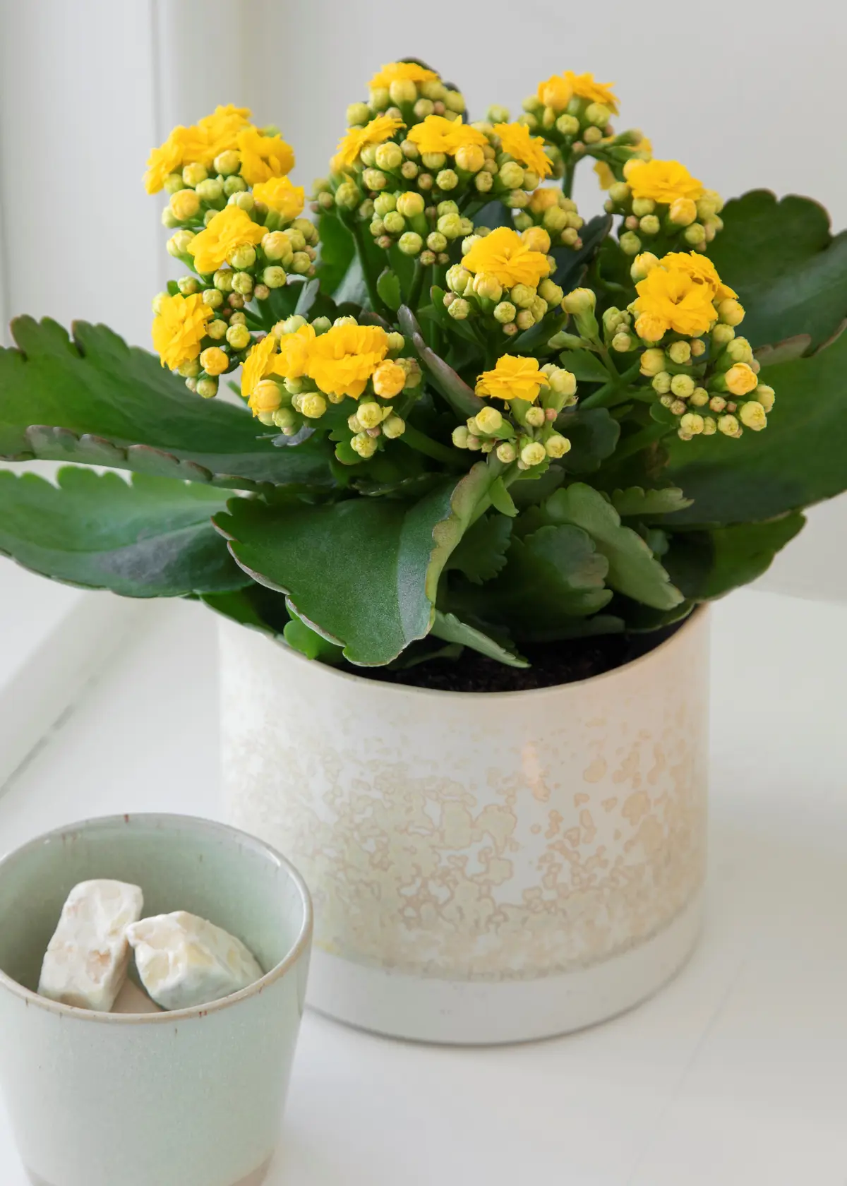 A photo of Kalanchoe Queen Yellow 10.5cm