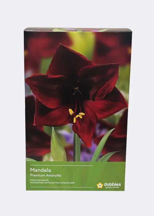 A photo of Amaryllis Mandela single Pack