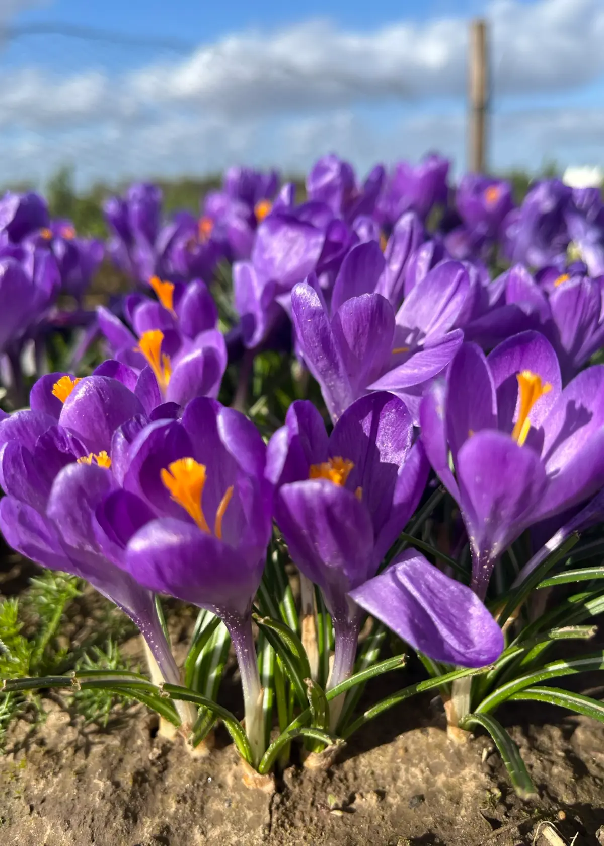 A photo of Crocus Blue Ocean Pack of 10