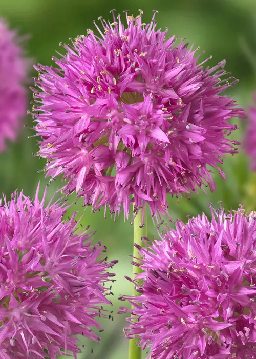 A photo of Allium Rosy Dream Pack of 12