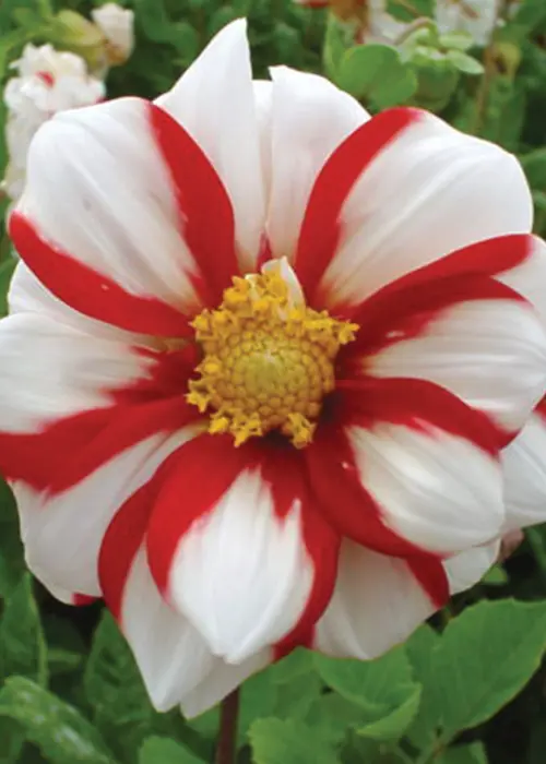 A photo of Dahlia Fire and Ice Pack of 3