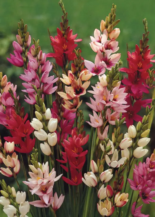 A photo of Ixias Mixed Pack of 35