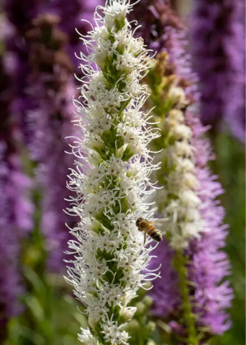 A photo of Liatris Mixed Pack of 15