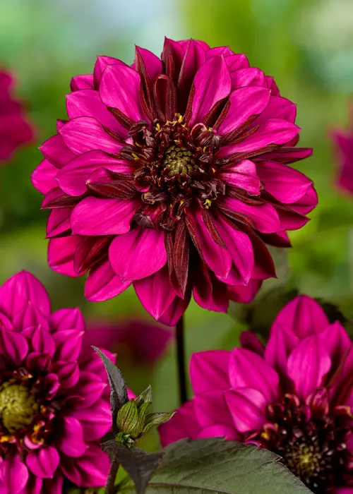 A photo of Dahlia Purple Haze Single Pack