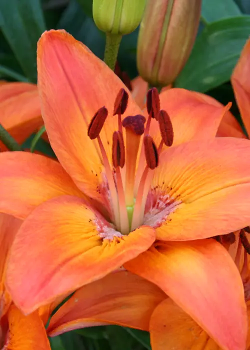 A photo of Lily Abbeville's Pride Pack of 2