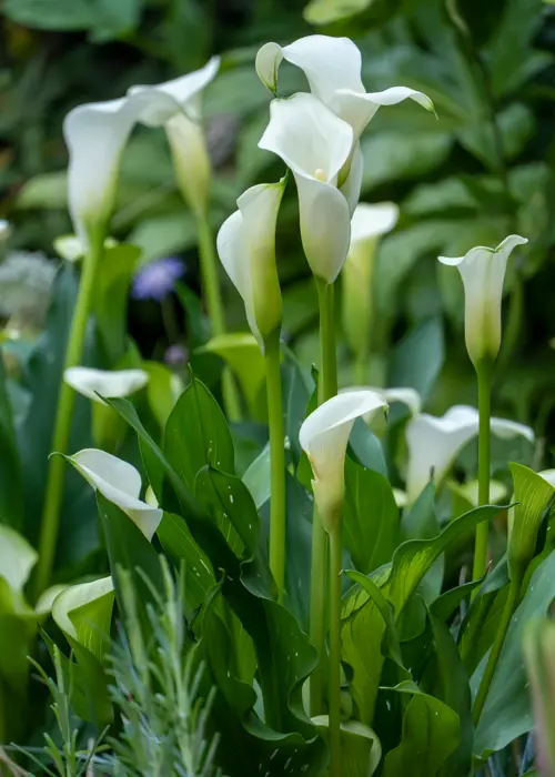 A photo of Zantedeschia White Horse Single Pack