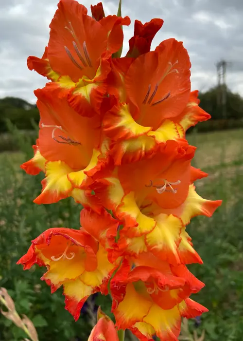 A photo of Gladioli Princess Margaret Rose Pack of 9