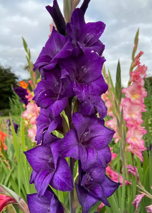 A photo of Gladioli Purple Flora Pack of 9