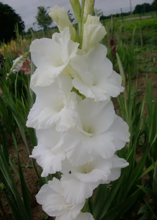 A photo of Gladioli Serena Pack of 10