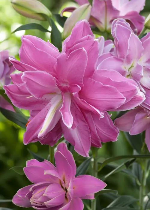 A photo of Lily Pollen Free Lotus Wonder Pack of 2