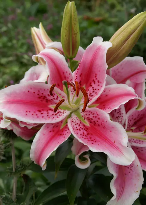 A photo of Lily Star Gazer Pack of 2