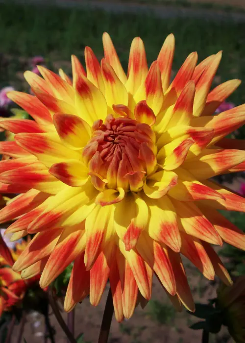 A photo of Dahlia Gudoshnik Single Pack