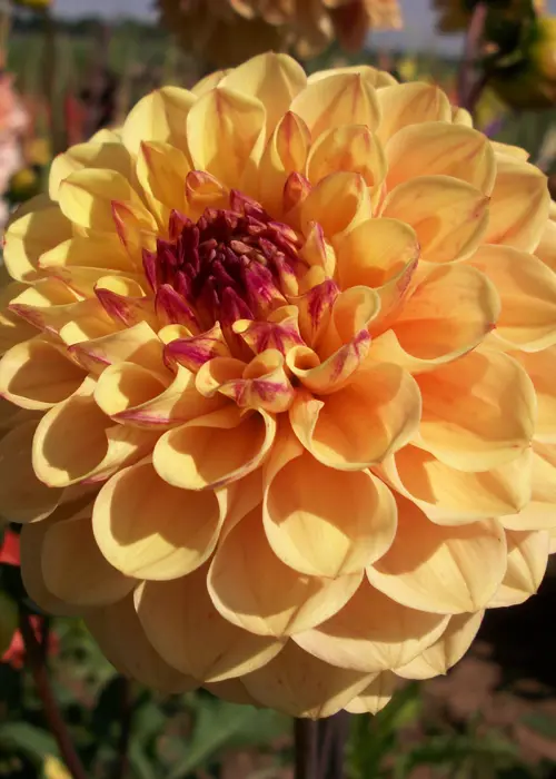 A photo of Dahlia Yellow Jill Single Pack