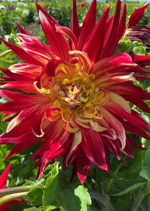 A photo of Dahlia Akita Single Pack
