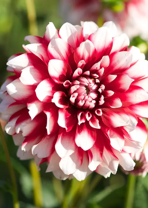 A photo of Dahlia Siedlerstolz Single Pack