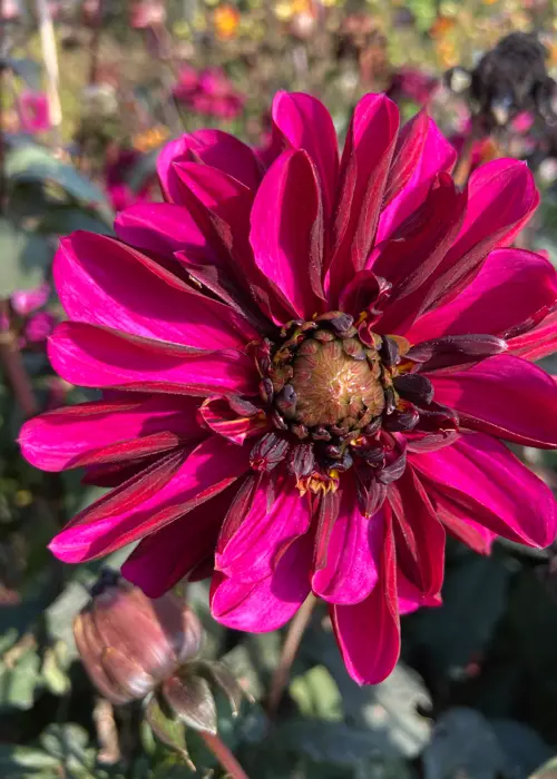 A photo of Dahlia Senior's Purple Single Pack