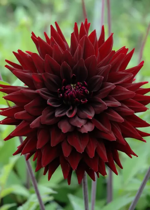 A photo of Dahlia Black Jack Single Pack