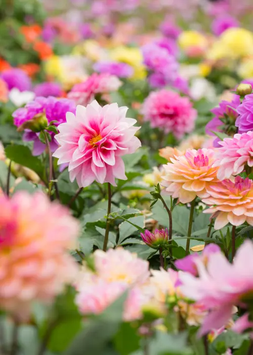 A photo of Dahlia Beds & Borders Mix Pack of 7