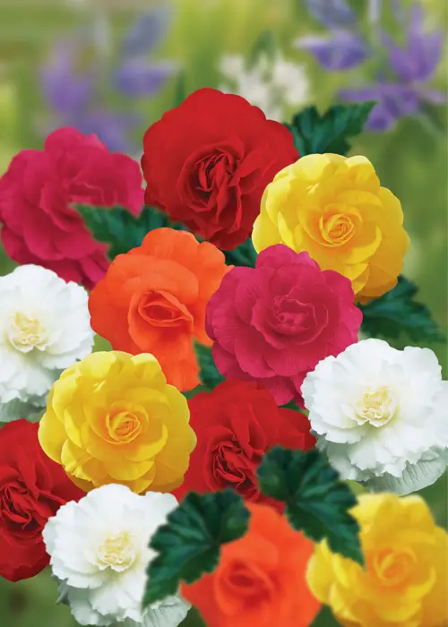 A photo of Begonia Double Mixed Pack of 9