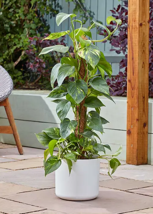 A photo of CocoMoss Houseplant Pole 60cm