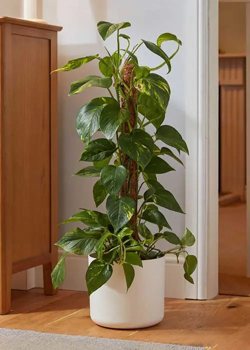 A photo of CocoMoss Houseplant Pole 90cm