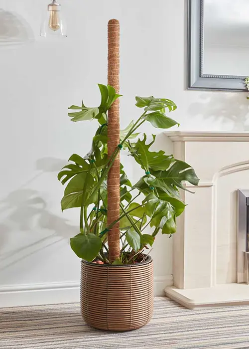 A photo of CocoMoss Houseplant Pole 120cm