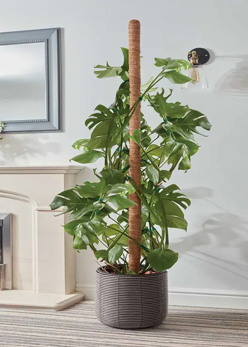 A photo of CocoMoss Houseplant Pole 150cm
