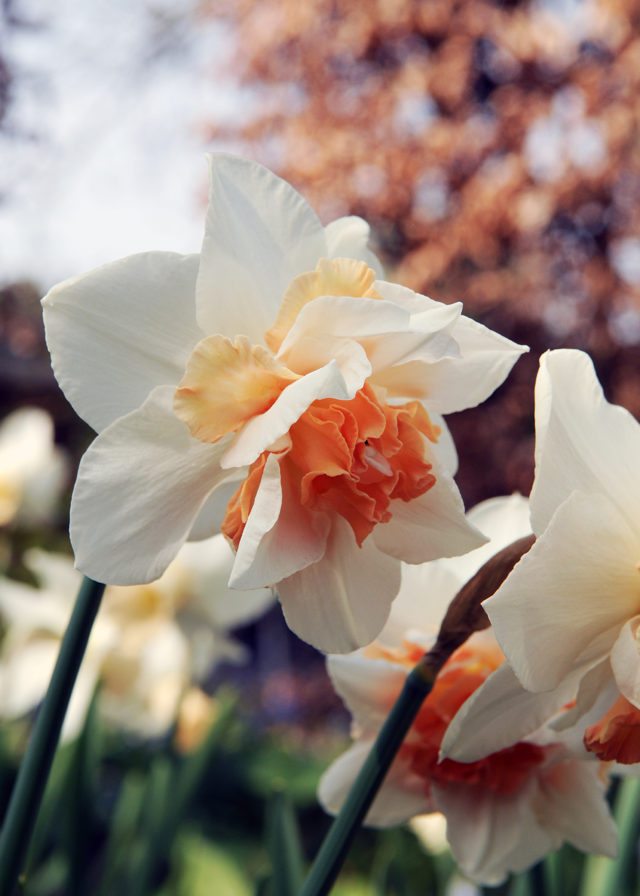 Daffodil (Narcissus) Replete Pack of 5
