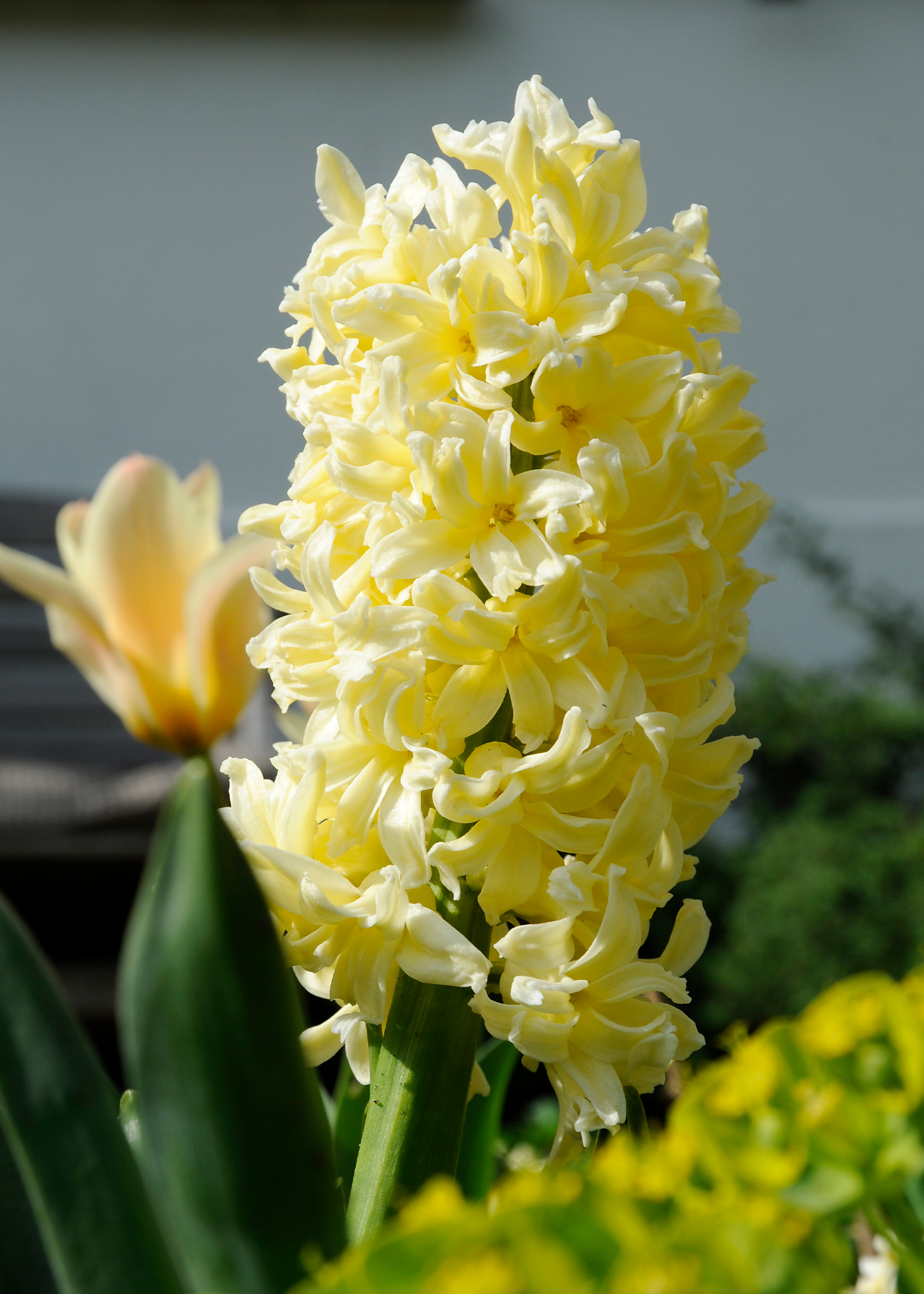 Hyacinth Yellow Queen Pack of 3