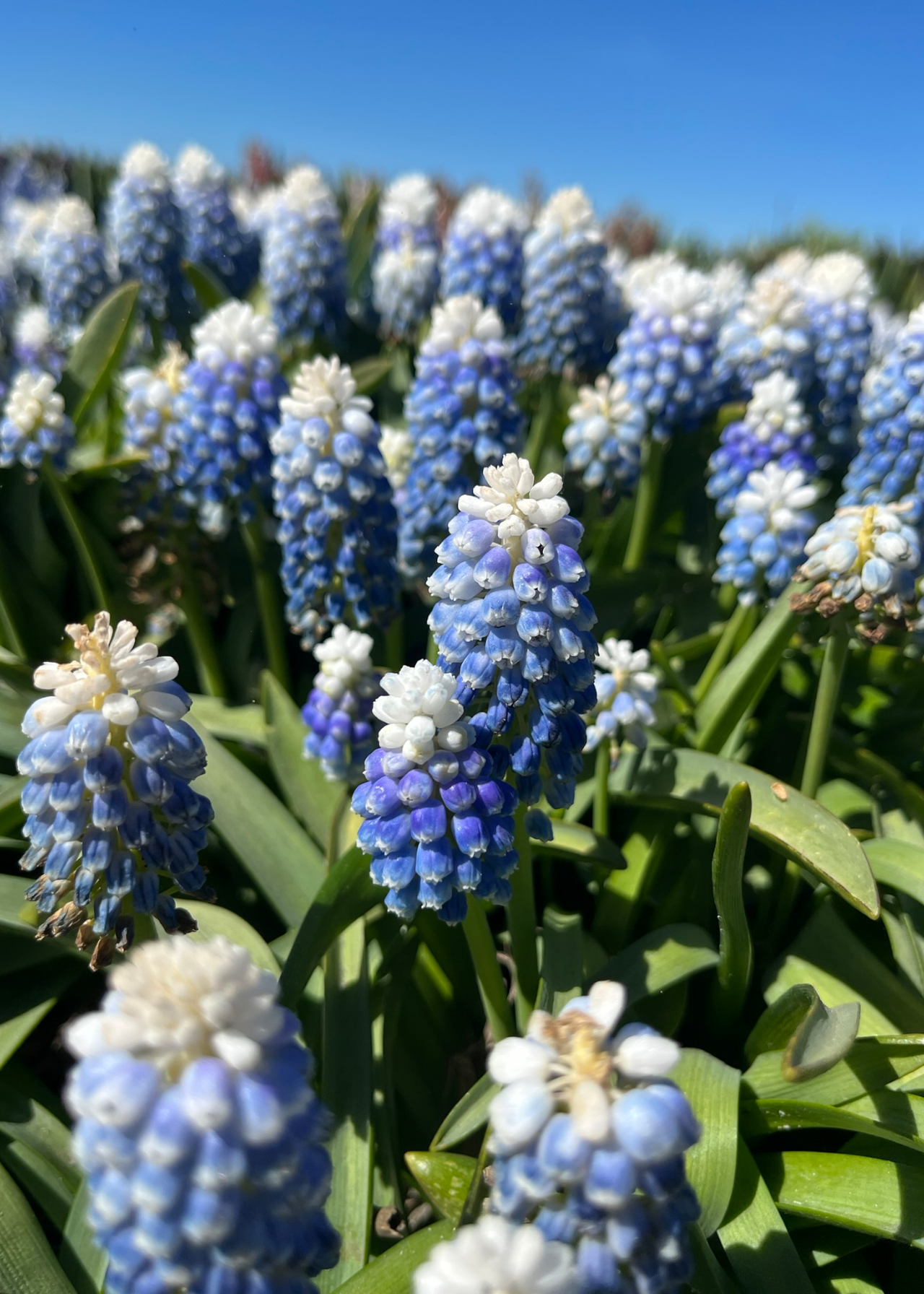 Muscari Mountain Lady Pack of 20