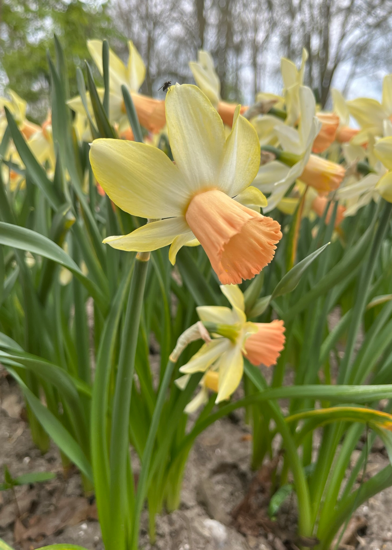 Daffodil (Narcissus) Carice Pack of 7